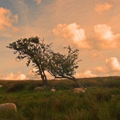 今期澳门三肖三码开一码下载手机版